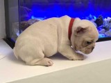 Top Quality Blue French Bulldog Puppies.