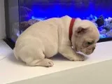 Top Quality Blue French Bulldog Puppies.