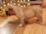 Beautiful Blue and White Pied French Bulldog Pups