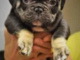 Amazing French Bulldogs Up for Adoption