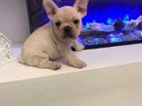 French Bulldog Puppies Available