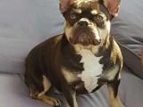Adorable French Bulldogs for Adoption
