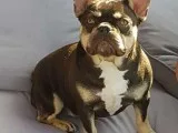 Adorable French Bulldogs for Adoption
