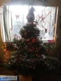 Cheap Christmas tree for sale Lakewood. CO (Rooney Ranch Element
