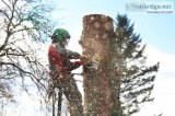 Looking for Tree Service in Western Massachusetts