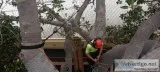 Best Tree Maintenance Services in Western Massachusetts
