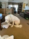 Free Great pyrenees to good home near Joplin Missouri