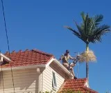Remove Possum