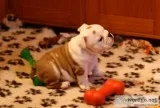 Maki and dexi, english bulldogs