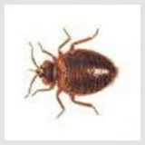 Bed Bugs Edmonton  Pestforce.ca