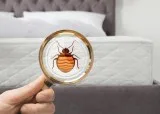 Get the Best Bed bug Control Service