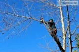 SYDNEY S BEST ARBORISTS and TREE WORK