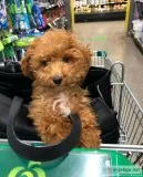 Tiny Toy Poodle Puppies Ready