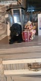 Charming Toy poddle puppies ready for adoption