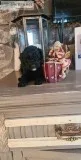 Charming Toy poddle puppies ready for adoption