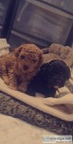 Top quality Toy poddle puppies ready for adoption
