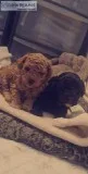 Cute Poodle Puppies for Adoption