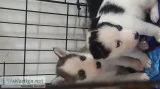 Siberian Husky