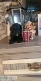 Charming Toy poddle puppies ready for adoption