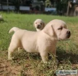 HOME BREED LABRADOR PUPPY 