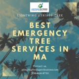 Best Emergency Tree Services in MA
