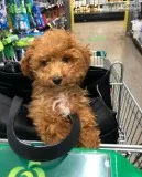 Tiny Toy Poodle Puppies Ready