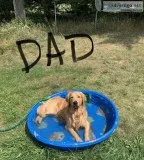 Golden Retriever Mix Puppies