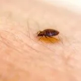 Guaranteed Pest Control And Removal Services In Surrey