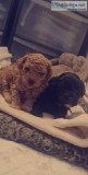 Toy Poodle Poppies