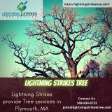 Lightning Strikes Tree services in Plymouth