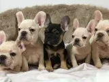 Cute French Bulldog Puppies