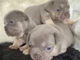 4 French Bulldog Puppies
