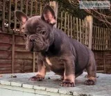 Registered French Bulldogs for Adoption