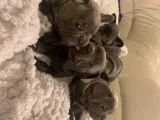 French Bulldog For Rehoming