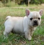 Healthy and Cute French Bulldogs for Adoption