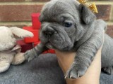 French Bulldog Puppies