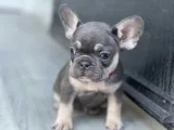 Beautiful French Bulldog Puppies
