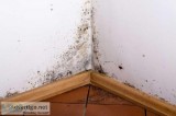 Mold Remediation in Shawnee KS