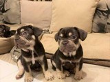 Well trained French Bulldog Pups