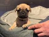 2 French Bulldog Puppies