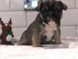 Litter Of French Bulldog Puppies.