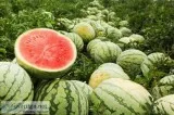 4 Seedless Watermelon