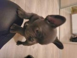 Beautiful French Bulldog