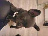 Beautiful French Bulldog