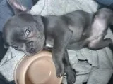 French Bulldog for Adoption