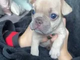 Well-socialized French Bulldogs