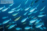 Investment for Fish Farming-PVR AQUA