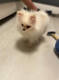 2 Pomeranian Boys Kc Reg Ready To Go