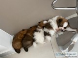 Pedigree Pomeranian Pups Ready For Homes