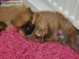 Pomeranian